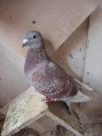 postduiven, Dieren en Toebehoren, Vogels | Duiven, Meerdere dieren, Postduif