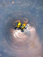 0.0.7 dendrobates tinctorius brazil, Dieren en Toebehoren, Reptielen en Amfibieën, Amfibie