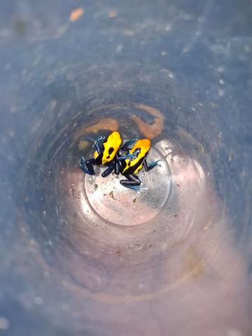 0.0.7 dendrobates tinctorius brazil beschikbaar voor biedingen