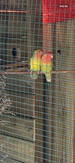Agapornis, Dieren en Toebehoren, Vogels | Parkieten en Papegaaien, Meerdere dieren, Dwergpapegaai of Agapornis