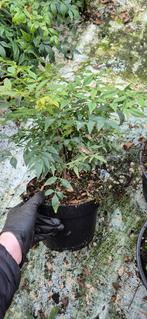 Nandina domestica gulfstream, Ophalen, Overige soorten, Struik, Minder dan 100 cm