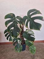 monstera variegata, Ophalen, Overige soorten, Minder dan 100 cm