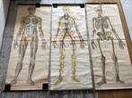 3x Anatomische plaat, Antiek en Kunst, Natuur en Biologie, Ophalen of Verzenden