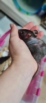Jonge tamme dames rittens, Vrouwelijk, Rat, Tam