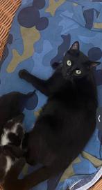Moeder poes met 2 kittens kat voor meer info graag melden, Meerdere dieren, Ontwormd, 0 tot 2 jaar