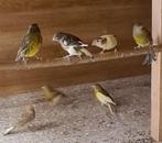 Kanaries  vogels, Dieren en Toebehoren, Meerdere dieren, Kleurkanarie