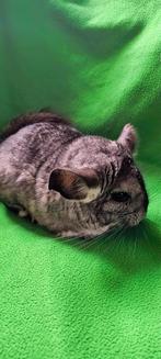 Lieve Chinchilla zoekt nieuw thuis!, Chinchilla, Februari, Vrouwelijk, Tam