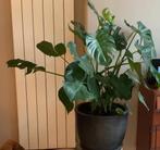 Grote Monstera kamerplant, Ophalen, 100 tot 150 cm, Overige soorten, Halfschaduw