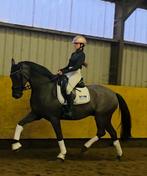 Fantastische 6 jr ruin, Dieren en Toebehoren, Paarden, Gechipt, Ruin, M, Dressuurpaard