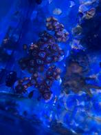 Zoanthus Lord of the Rings (koraal), Dieren en Toebehoren, Overige typen, Zoutwatervis