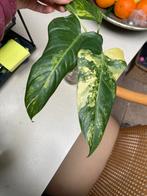 Philodendron domesticum variegata xl bladstekken, Huis en Inrichting, Kamerplanten, Ophalen of Verzenden, Halfschaduw, Minder dan 100 cm