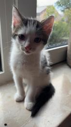 Lieve monstertjes te koop, Dieren en Toebehoren, Meerdere dieren, Kortharig, 0 tot 2 jaar