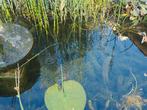 Waterpest emmer vol voor €7,00, Tuin en Terras, Vijver-toebehoren, Ophalen, Zo goed als nieuw, Overige typen