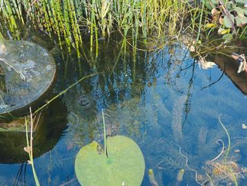 Waterpest emmer vol voor €7,00  beschikbaar voor biedingen