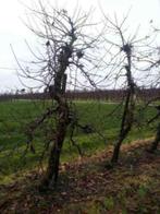 Te koop oude appel en peren bomen, Tuin en Terras, Planten | Bomen, Ophalen, Lente, Volle zon, Overige soorten