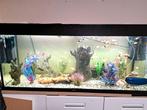 Aquarium, Dieren en Toebehoren, Vissen | Aquaria en Toebehoren, Ophalen of Verzenden, Gevuld zoetwateraquarium