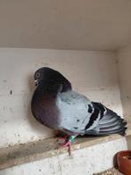 Roeks duif uit vlucht, Vrouwelijk, Kropper