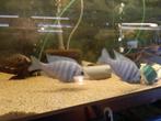 PLACIDOCHROMIS PHENOCHILUS SPIEGELVIS MALAWI, Dieren en Toebehoren, Vis, Zoetwatervis