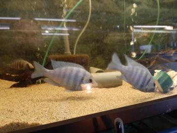 PLACIDOCHROMIS PHENOCHILUS SPIEGELVIS MALAWI beschikbaar voor biedingen