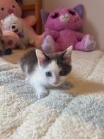 Kitten, Dieren en Toebehoren, Katten en Kittens | Raskatten | Korthaar, Kater, Ontwormd, 0 tot 2 jaar