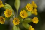 Zaden gulden sleutelbloem (Primula veris) - inheems, Ophalen of Verzenden, Najaar, Volle zon, Zaad