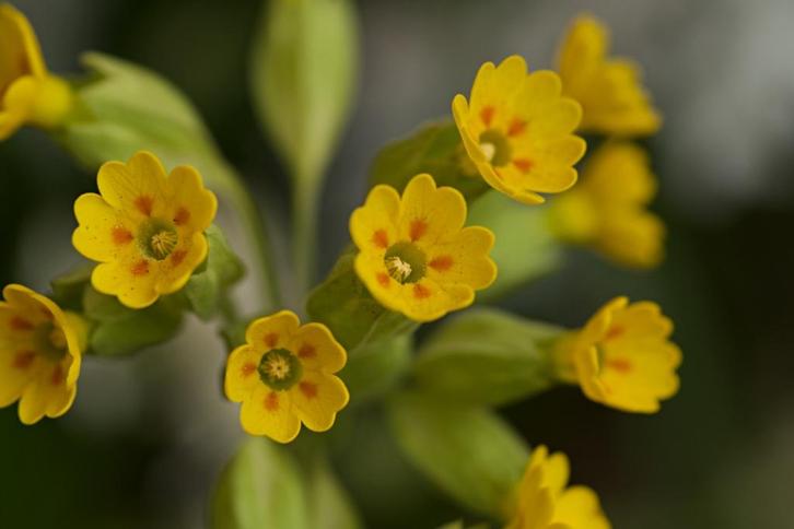 Zaden gulden sleutelbloem (Primula veris) - inheems, Tuin en Terras, Bloembollen en Zaden, Zaad, Najaar, Volle zon, Ophalen of Verzenden