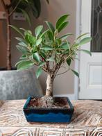 Ficus Retusa Bonsai, Bloeit niet, Halfschaduw, Minder dan 100 cm, Overige soorten