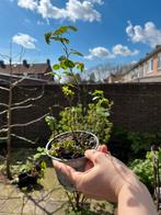 Rosehip - Bio - Winterhard - Medicinal/Tea, Ophalen of Verzenden