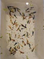 Lowgrade neocaridina mix, Overige soorten