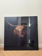 Prachtige wanddecoratie – Schotse Hooglander 120 x 120 cm, Ophalen