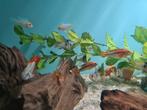 Apistogramma Macmasteri Red Mask, dwergcichliden, Dieren en Toebehoren, Vissen | Aquariumvissen, Vis, Zoetwatervis