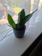 Sanseveria met pot ( vrouwentong), Ophalen, Overige soorten, Halfschaduw, In pot