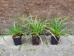 Carex morrowii ‘Irish Green’ (Zegge), Tuin en Terras, Vaste plant, Siergrassen, Lente, Ophalen