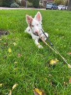 Border collie, Dieren en Toebehoren, CDV (hondenziekte), 15 weken tot 1 jaar, Eén hond, Nederland