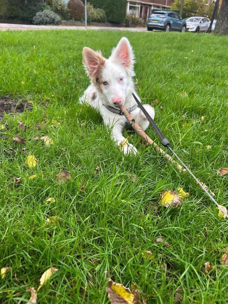 Border collie, Dieren en Toebehoren, Honden | Setters en Staande honden, Reu, Overige rassen, Particulier, Eén hond, Nederland