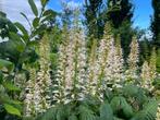 Herfstpaardenkastanje / Aesculus Parviflora, Vaste plant, Halfschaduw, Zomer, Ophalen