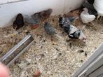 Wyandotte, Cochin, Barnevelder krielen, Dieren en Toebehoren, Pluimvee, Meerdere dieren, Kip
