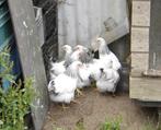wyandotte columbia zwart wit, Meerdere dieren, Kip