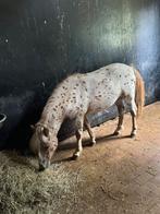 Appaloosa hengst, Dieren en Toebehoren, 0 tot 2 jaar, Hengst, A pony (tot 1.17m), Gechipt
