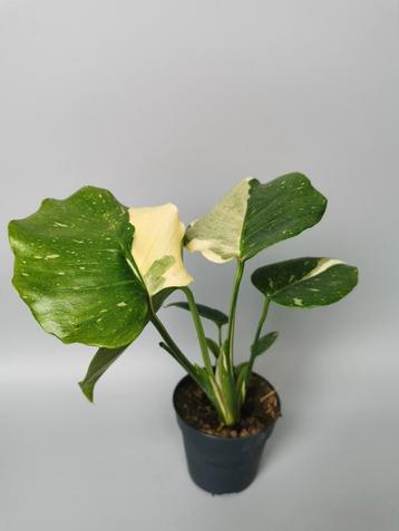 Monstera Thai Constellation variegata plant #1 beschikbaar voor biedingen