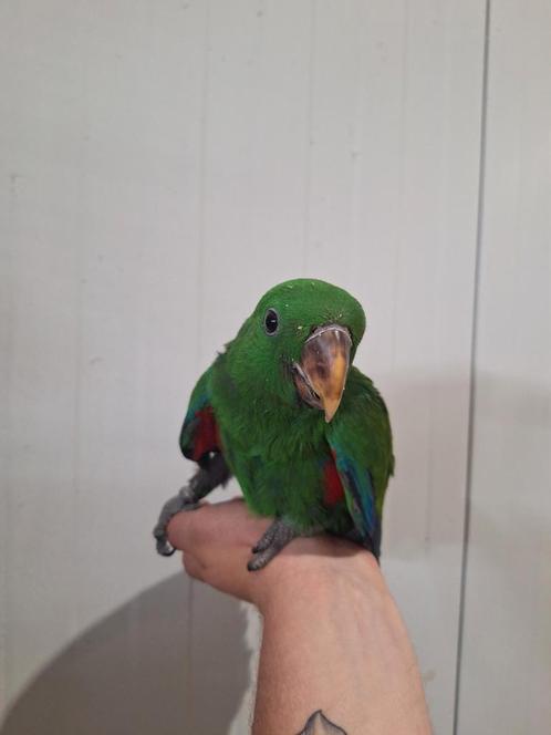 Tamme edelpapegaai man., Dieren en Toebehoren, Vogels | Parkieten en Papegaaien