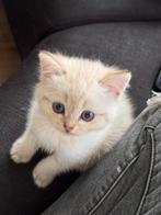 Ragdoll., Dieren en Toebehoren, Katten en Kittens | Raskatten | Langhaar, Meerdere dieren, Ontwormd, 0 tot 2 jaar