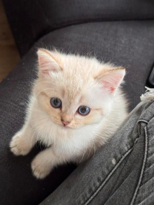 Ragdoll., Dieren en Toebehoren, Katten en Kittens | Raskatten | Langhaar, Meerdere dieren, 0 tot 2 jaar, Met stamboom, Ontwormd