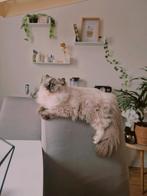 Ragdoll female gorgeous eyes