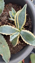 Agave, Ophalen, Overige soorten, Minder dan 100 cm