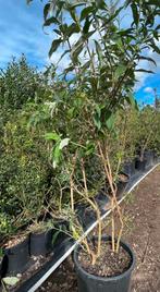 Buddleja white profusion vlinderstruiken, Ophalen of Verzenden, Overige soorten, Volle zon