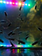 Gratis Guppy vissen ., Dieren en Toebehoren, Goudvis(sen)