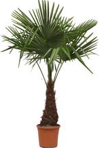 Gezocht! Chinese waaierpalm, Tuin en Terras, Planten | Bomen, Overige soorten, Volle zon, Ophalen of Verzenden