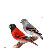 Kapoetsensijs koppel, Meerdere dieren