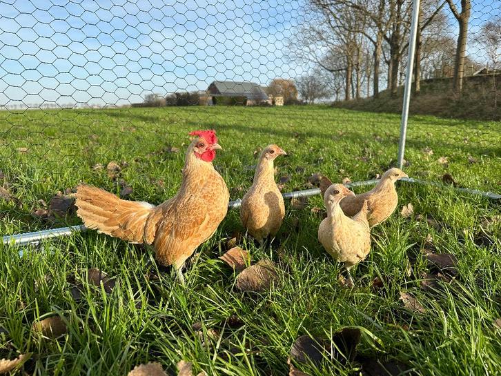 Jonge tamme Sebright kriel kippen gesekst & ingeënt, Dieren en Toebehoren, Pluimvee, Kip, Vrouwelijk
